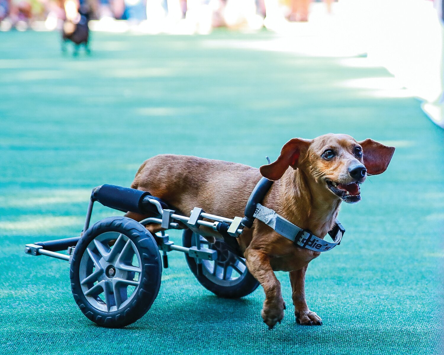 A handi-capable dachshund competed in the wiener dog races but quickly turned around back to its owner in a happy manner that caused a collective “awe” from the crowd at Ridgefield’s Oktoberfest on Saturday, Sept. 9.