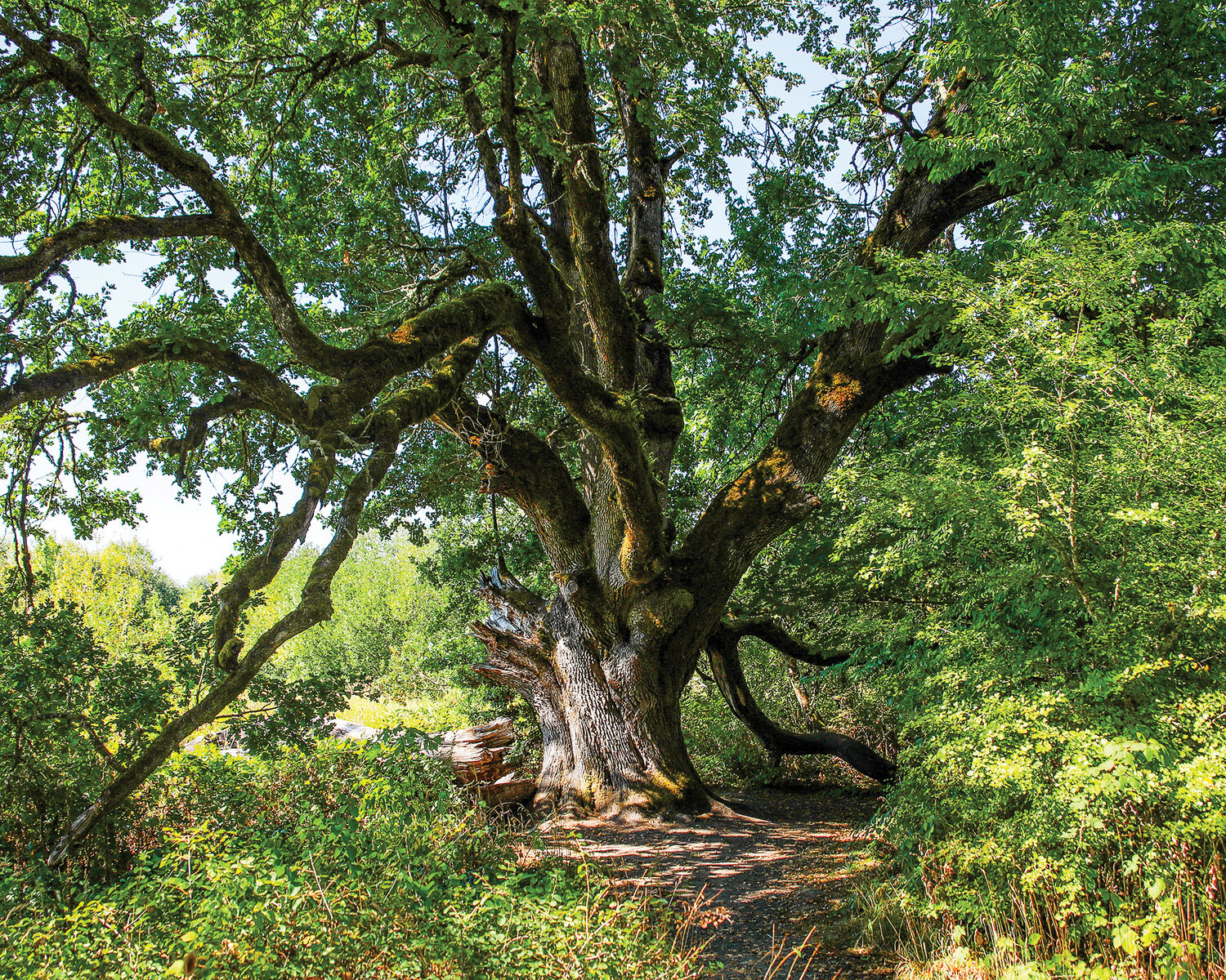 Oregon white oak trees line the Oaks to Wetland trail at the Ridgefield National Wildlife Refuge’s Carty Unit.