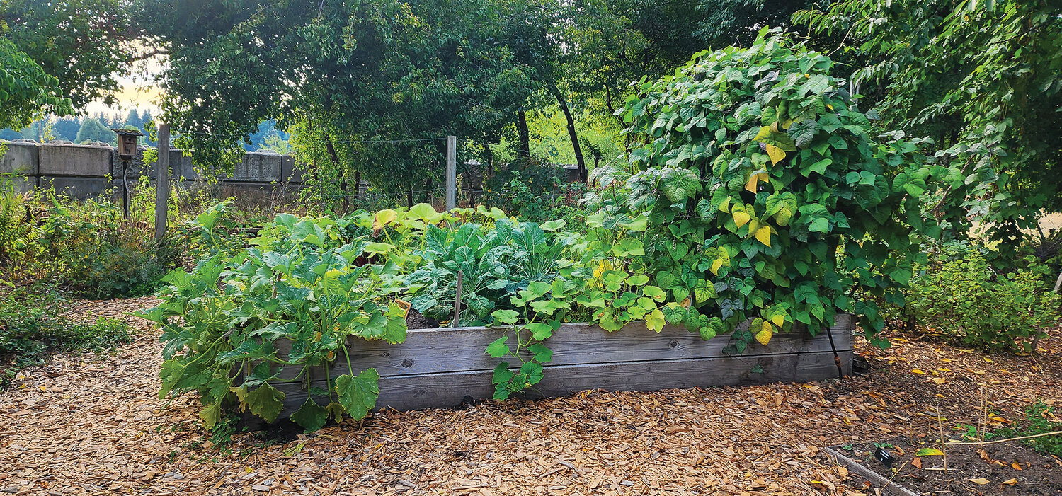 The raised garden beds at NatureScaping of Southwest Washington’s Wildlife Botanical Gardens increase accessibility by keeping gardeners from stooping low to the ground and overexerting themselves.