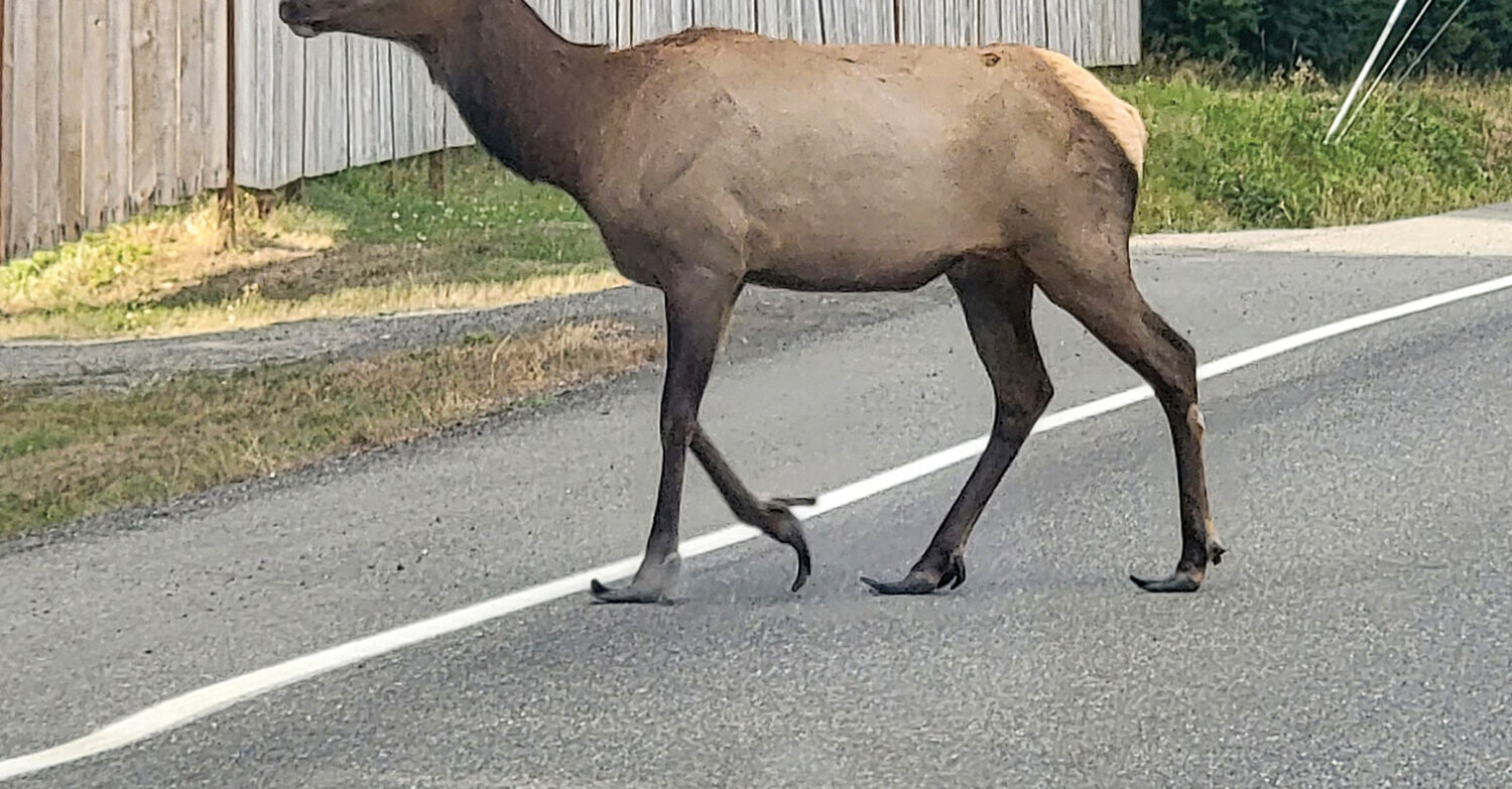 This photo of an elk on a street in Packwood was posted to Facebook by Cory Montgomery on Sept. 11.