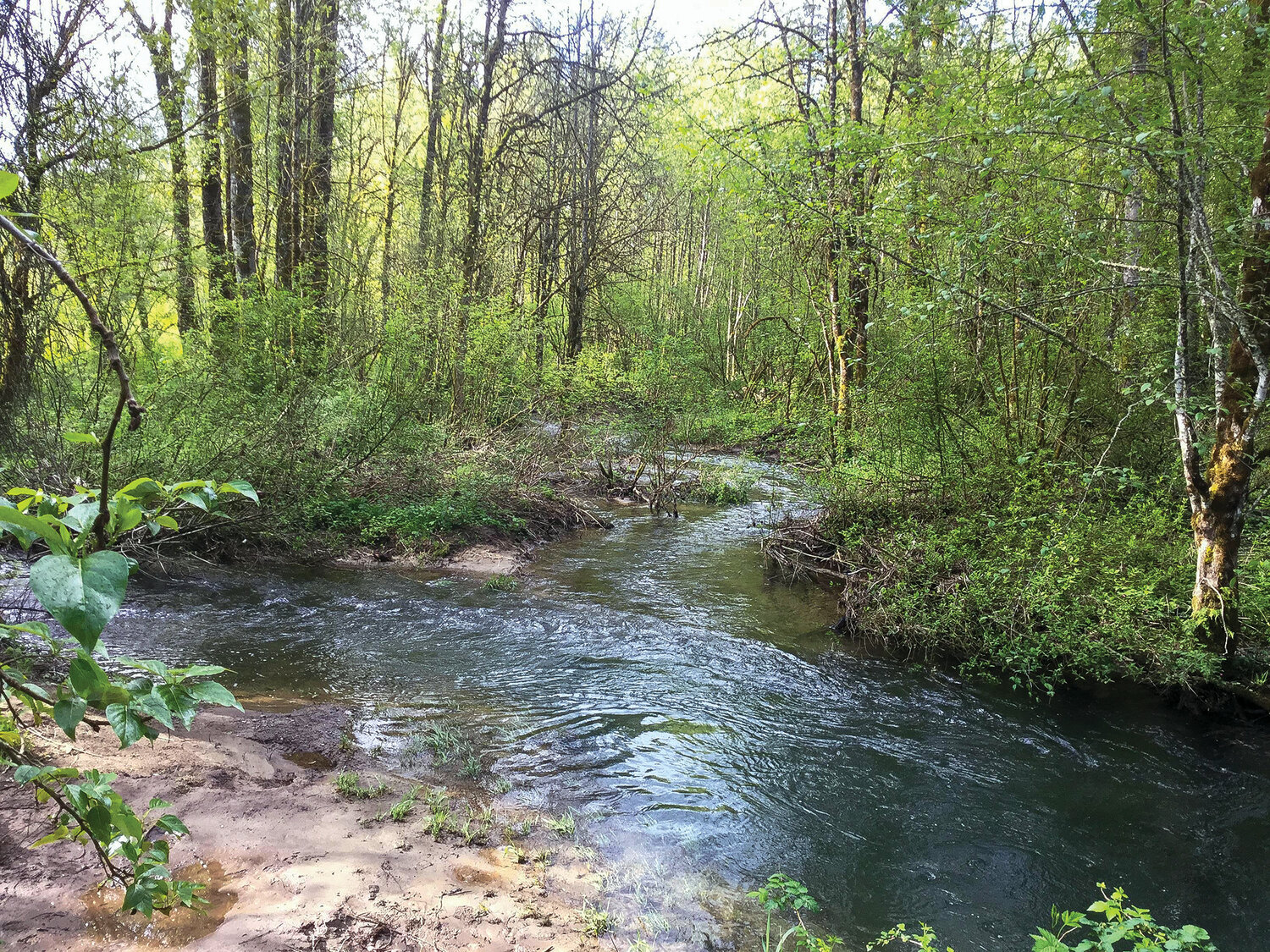 A cold-water channel of the East Fork Lewis River is pictured. Improving cold-water habitat is included in one of four local projects to receive recent state grant funding.