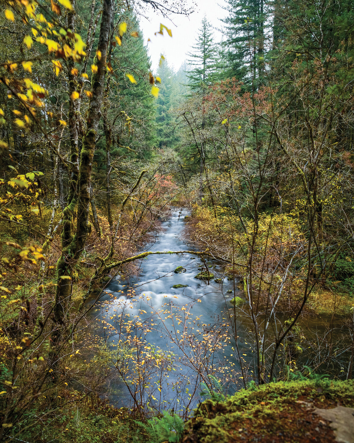 The trail from the Moulton Falls Regional Park parking lot and Yacolt Falls takes a person by this view as Big Tree Creek flows in a straight line.