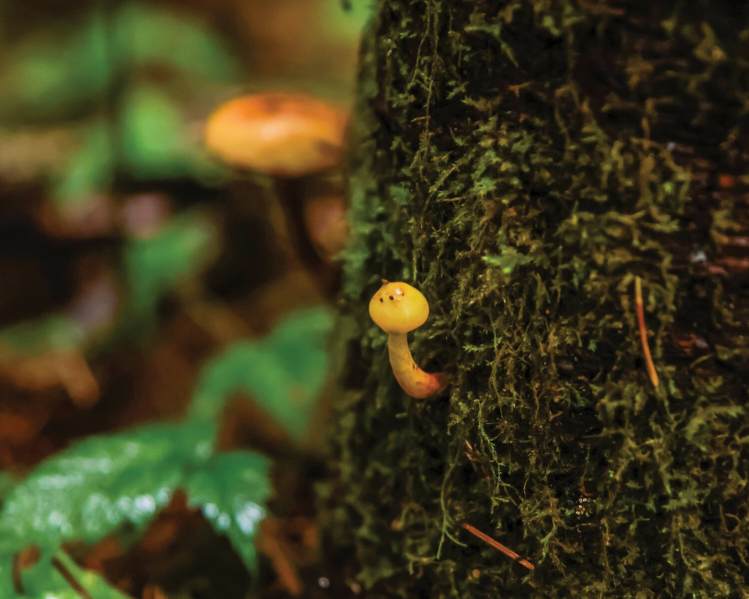 A very small mushroom gets its start on the side of a tree within the city limits of Battle Ground on Monday, Nov. 6.