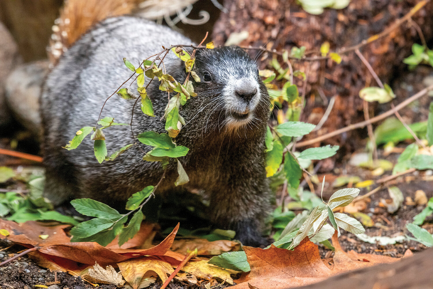 Chestnut the marmot, who originally lived in Mount Rainier National Park, has moved to Northwest Trek Wildlife Park in Eatonville after becoming acclimated to humans and aggressively begging for food.