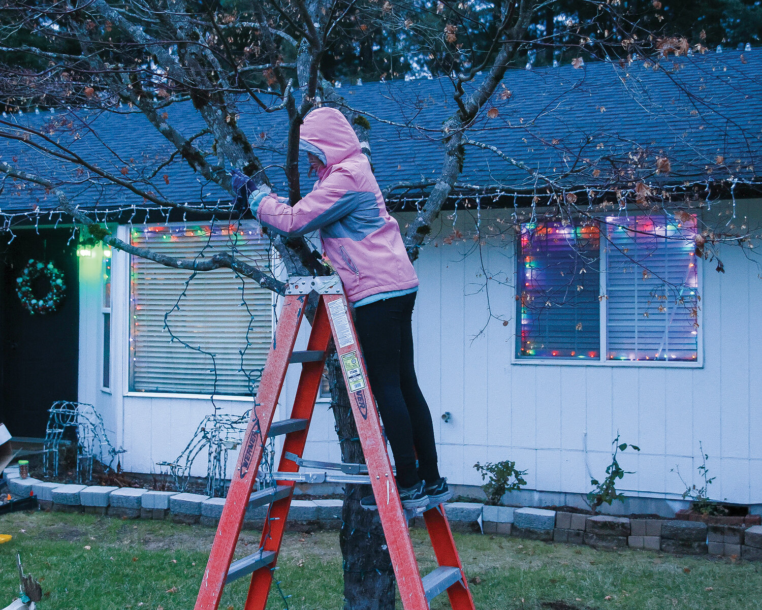 Chloe Schultz hangs lights on a tree in the front yard as the family works together on their Christmas display on Nov. 29.